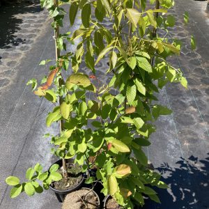 Food Forest 2